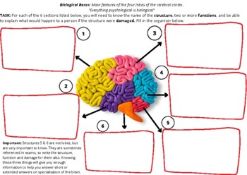 Preview of Lobes/Structures of the Brain: ATAR Psychology
