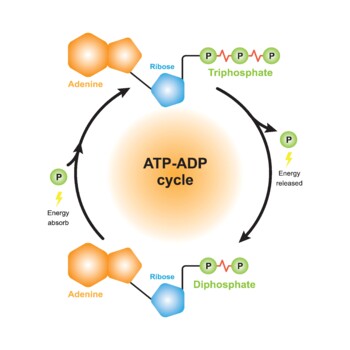 Preview of ATP - ADP Cycle Scheme. ATP Phosphorylation And ATP Hydrolysis.
