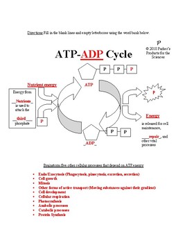 ATP ADP Cycle Worksheet (Cellular Energy) by Parker s Products for the