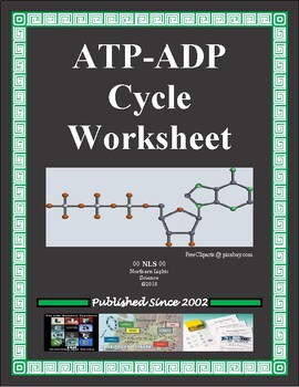 Preview of ATP-ADP Cycle Worksheet (Cellular Energy)