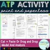 ATP Activity