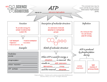 Atp Formation Worksheet 8 Answers - Promotiontablecovers