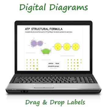 ATP Diagrams & Study Guide - Chemical Energy for Cellular Work | TpT