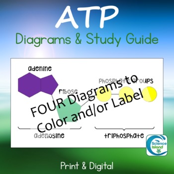 Preview of ATP Diagrams & Study Guide - Print and Digital