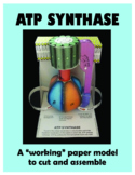 ATP SYNTHASE PAPER MODEL to cut and assemble