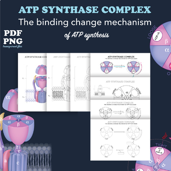 Preview of ATP Synthase Complex and The Binding Change Mechanism