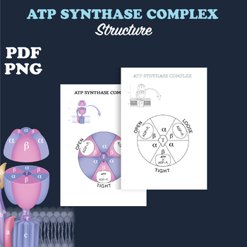 Preview of ATP Synthase complex coloring page activity