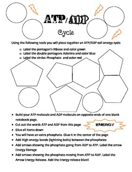 ATP and ADP energy Cycle Build by Ashley's Interactive Biology Notebooks