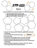 ATP and ADP energy Cycle Build