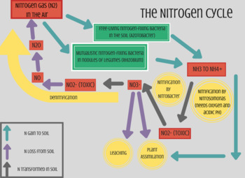 Preview of Abbreviated Nitrogen Cycle Graphic