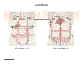 abdominal regions diagram