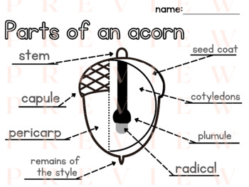 Preview of Acorn LABELING | Writing | Phonics | Parts of a | Fall | October | Thematic |