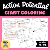 Action Potential Giant Coloring Page **Perfect for Interac