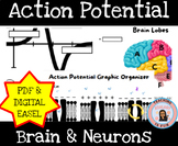 Action Potential Neuron Nervous System Neurotransmitters H