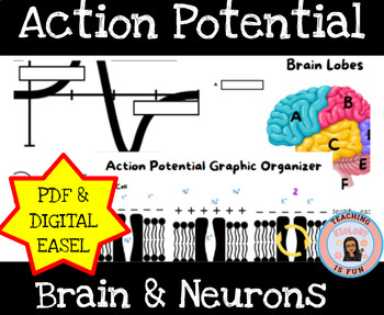 Preview of Action Potential Neurotransmitters Human Body Systems| Print and Digital EASEL