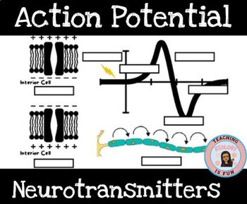 Preview of Action Potential Neurons Nervous System HOSA Biomedical Human Body Systems