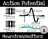 Action Potential Neurons Nervous System HOSA Biomedical Hu
