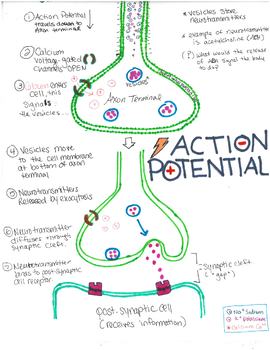 Preview of Action Potential One-Pager