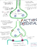 Action Potential One-Pager