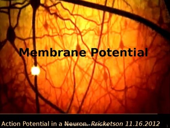 Preview of Action Potential in a Neuron:Membrane Potential