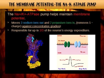 Preview of Action Potential in a Neuron Part 3