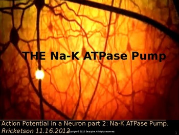 Preview of Action Potential in a Neuron: The Na-K ATPase Pump Interactive