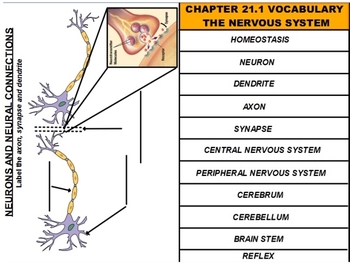 Preview of ActivInspire Flip Chart: Nervous System Vocabulary List and Neuron Diagram