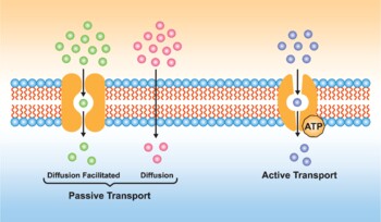 Preview of Active And Passive Cellular Transport. Simple And Facilitated Diffusion.