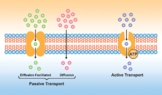 Active And Passive Cellular Transport. Simple And Facilita
