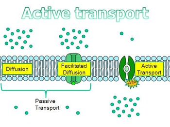 Preview of Active Transport PowerPoint