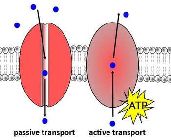 Preview of Active and Passive Transport: Red Rover Send Particles Over