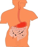Activity related to the contents of the abdominal quadrants