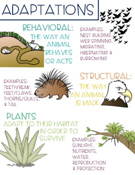 Adaptation Chart Teaching Resources | TPT