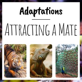 Adaptations | Attracting a Mate by EdZOOcating | TpT