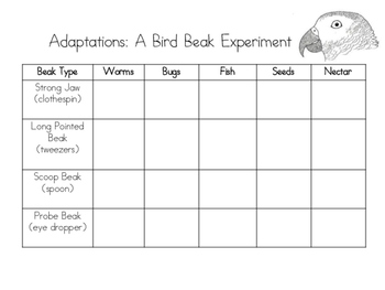 Preview of Adaptations: Bird Beak Experiments (structures and functions)