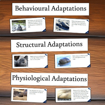 Adaptations Card Sort - Elephant Seals | Behavioral, Structural