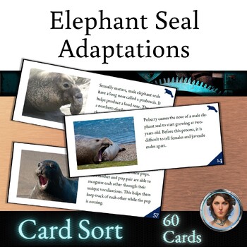 Preview of Elephant Seal Adaptation Card Sort - Behavioral Structural Physiological Sexual