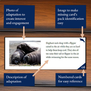 Elephant Seal Adaptation Card Sort - Behavioral Structural