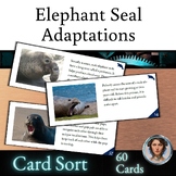 Elephant Seal Adaptation Card Sort - Behavioral Structural