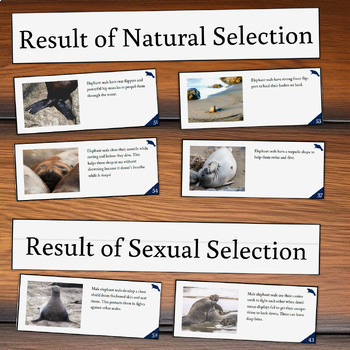 Adaptations Card Sort - Elephant Seals | Behavioural, Structural