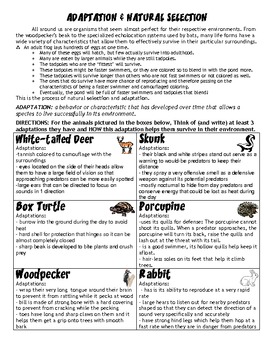 Adaptations and Natural Selection HW/Worksheet by Scienceisfun | TpT