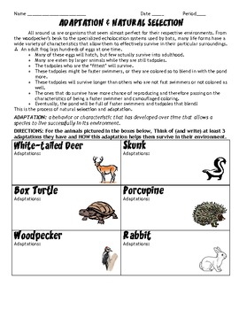 Adaptations and Natural Selection HW/Worksheet by Scienceisfun | TpT