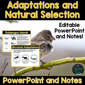 Preview of Adaptations and Natural Selection PowerPoint and Notes
