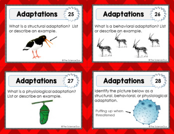 what is an example of a structural adaptation