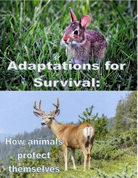 Adaptations for Survival: How Animals Protect Themselves by Mary Schmidt