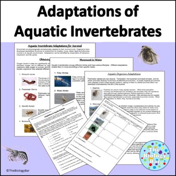 Preview of Adaptations of Aquatic Invertebrates Activity Marine Science