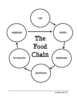 Adapted Work Packet: The Food Chain by Adaptable Ed | TpT