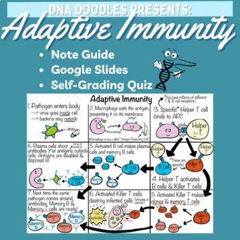 Preview of Adaptive (Specific) Immunity Doodle Notes