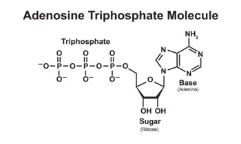 Preview of Adenosine Triphosphate Molecule Structure.