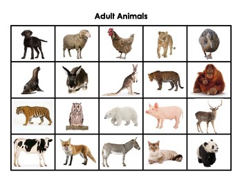 baby and adult animals images
